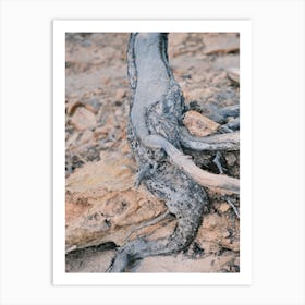 Grey Tree Root // Ibiza Nature Photography Art Print