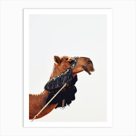 Decorated Camel Art Print