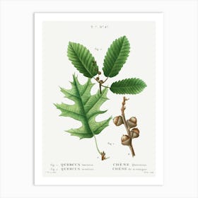 Eastern Black Oak And Chestnut Oak, Pierre Joseph Redoute Art Print