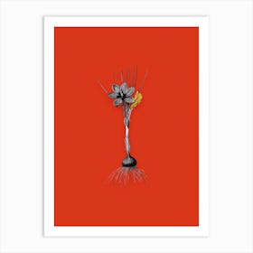 Vintage Crocus Sativus Black and White Gold Leaf Floral Art on Tomato Red n.0978 Art Print