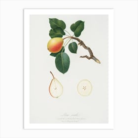 Pear (Pyrus Regalis) From Pomona Italiana (1817 1839), Giorgio Gallesio Art Print