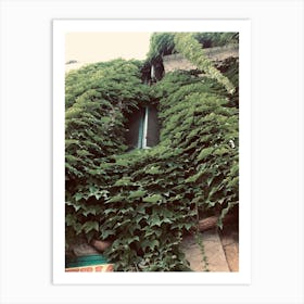 Ivy Covered Building Art Print