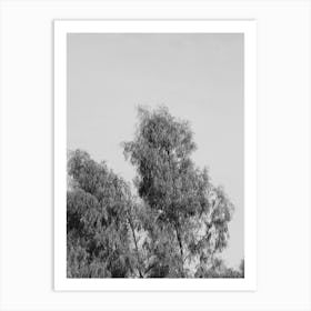 Black And White Tree Art Print