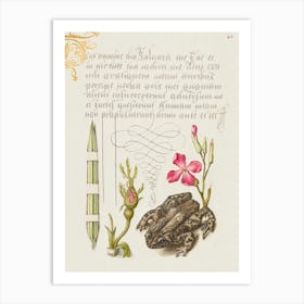 Reed Grass, French Rose, Toad, And Gilly Flower From Mira Calligraphiae Monumenta, Joris Hoefnagel Art Print