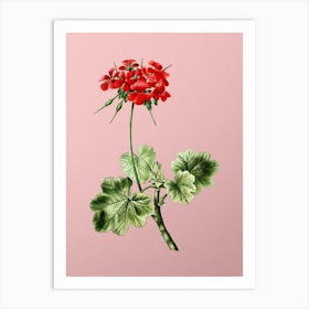 Vintage Scarlet Geranium Botanical on Soft Pink n.0434 Art Print