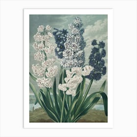 Hyacinths 1 Art Print