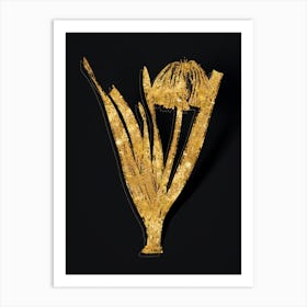 Vintage Knysna Lily Botanical in Gold on Black n.0548 Art Print