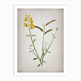 Vintage Spanish Broom Botanical on Parchment n.0350 Art Print