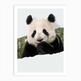 Panda Torn Paper Art Print