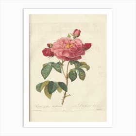 Rose Illustration, Pierre Joseph Redoute (13) Art Print