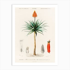 Candelabra Aloe (Aloe Fruticosa), Charles Dessalines D'Orbigny Art Print
