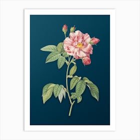 Vintage French Rosebush with Variegated Flowers Botanical Art on Teal Blue n.0780 Art Print