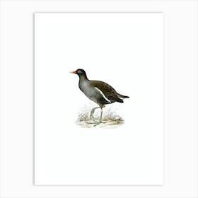 Vintage Common Moorhen Bird Illustration on Pure White Art Print