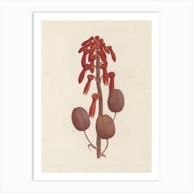 Aloe Macrocarpa Todaro (Aloe), Luigi Balugani Art Print