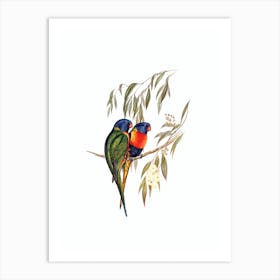 Vintage Rainbow Lorikeet Parrot Bird Illustration on Pure White Art Print