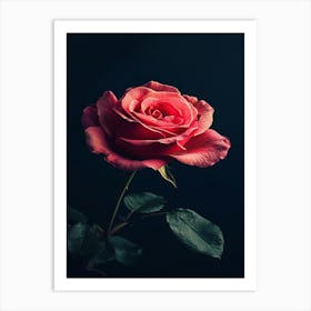 Dark Rose 16 Art Print