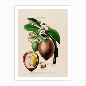 Guava Fruit 3 Art Print