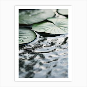 Water Lily 2 Art Print