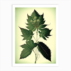 Snakeroot Leaf Vintage Botanical 1 Art Print