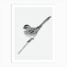 House Sparrow B&W Pencil Drawing 1 Bird Art Print