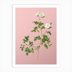 Vintage White Sweetbriar Rose Botanical on Soft Pink n.0551 Art Print