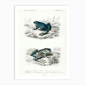 Shrinking Frog And Black Spotted Casque Headed Tree, Charles Dessalines D' Orbigny Art Print