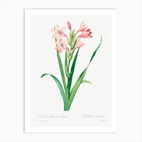 Sword Lily, Pierre Joseph Redoute 1 Art Print