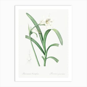 Peruvian Daffodil, Pierre Joseph Redoute Art Print