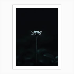 Single Flower In The Dark 116 Art Print