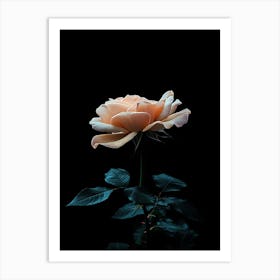 Dark Rose 98 Art Print