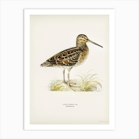 Great Snipe (Capella Media), The Von Wright Brothers Art Print