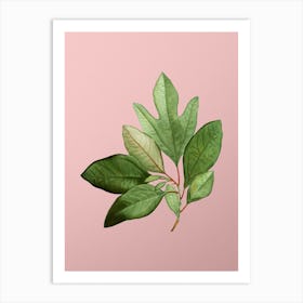 Vintage Bay Laurel Branch Botanical on Soft Pink n.0401 Art Print