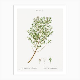 Garden Thyme, Pierre Joseph Redoute Art Print