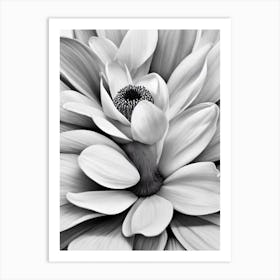 Magnolia B&W Pencil 1 Flower Art Print