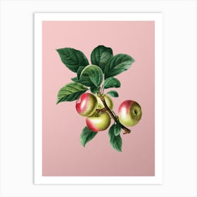 Vintage Apple Botanical on Soft Pink 1 Art Print