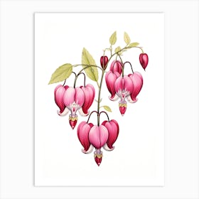 Bleeding Hearts Flower Vintage Botanical 1 Art Print