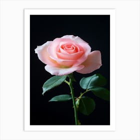 Pink Rose 57 Art Print