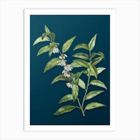 Vintage Andromeda Acuminata Bloom Botanical Art on Teal Blue n.0148 Art Print