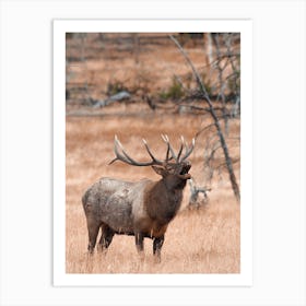 Elk Bugling In Meadow Art Print