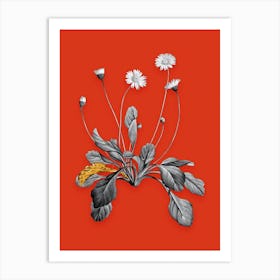 Vintage Daisy Flowers Black and White Gold Leaf Floral Art on Tomato Red n.0599 Art Print