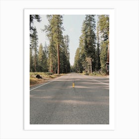 Rustic Forest Road Art Print