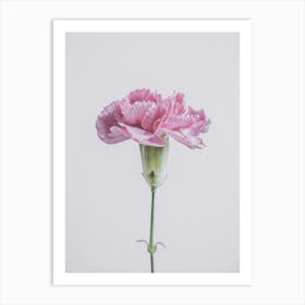 Pink Carnation Flower 1 Art Print