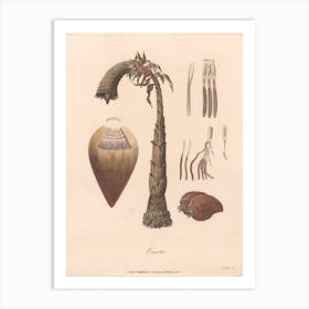 Ensete (1789), James Heath Art Print