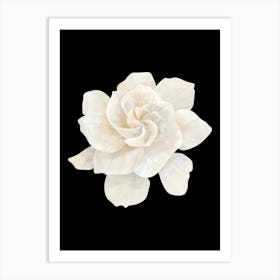 White Magnolia Flower Art Print