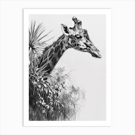 Giraffe In The Leaves Pencil Drawing 4 Art Print