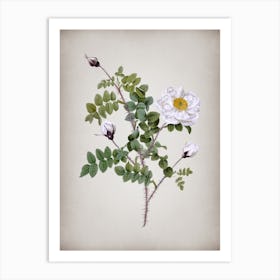Vintage White Burnet Roses Botanical on Parchment n.0525 Art Print
