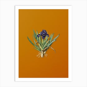 Vintage Pygmy Iris Botanical on Sunset Orange n.0388 Art Print