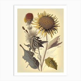 Elecampane Spices And Herbs Retro Drawing 1 Art Print