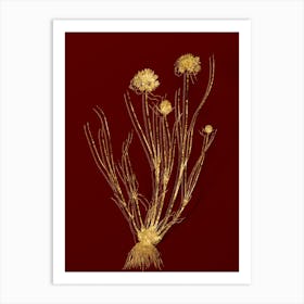 Vintage Allium Globosum Botanical in Gold on Red n.0517 Art Print