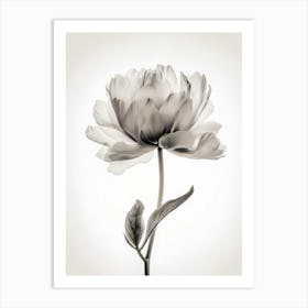 Floral Art 0008 X Ray 0000 X Ray Blumen 0002 Bp6586 Minimalist Soft Bright X Ray Scandinavian Minimalist 0f64391a 12ce Art Print